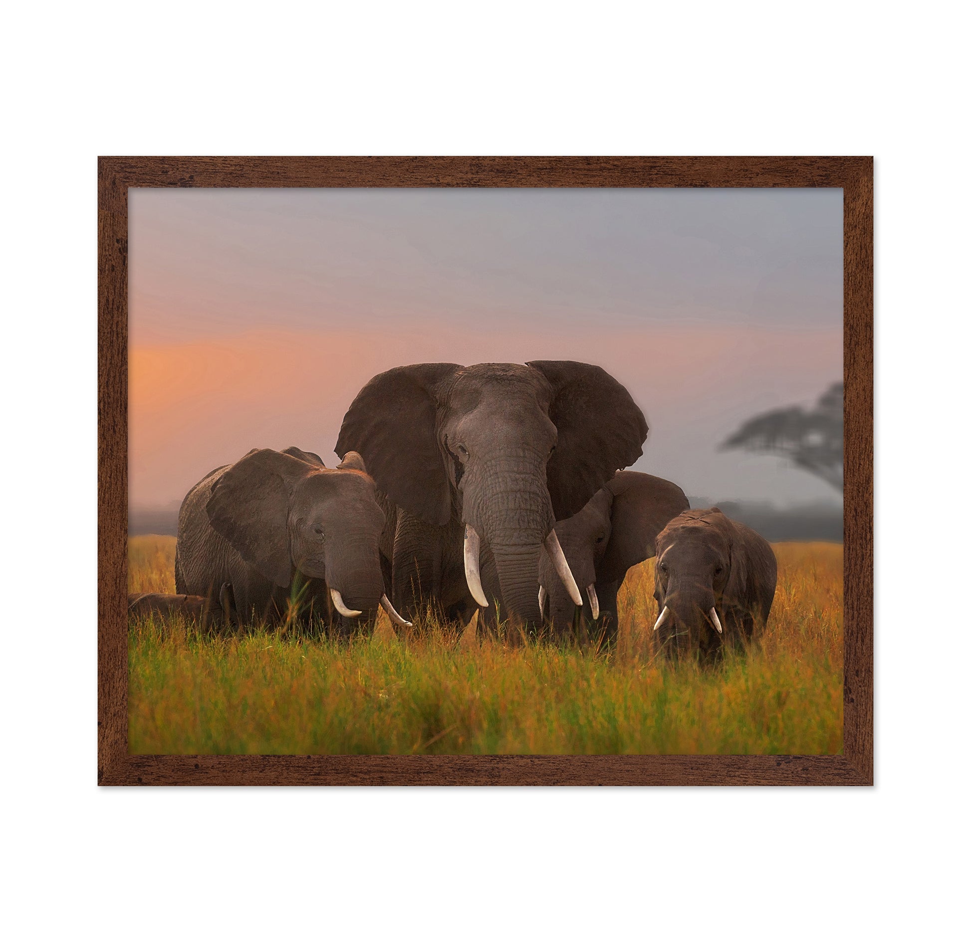 Elephant Family in Amboseli