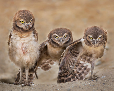Angry Babies
