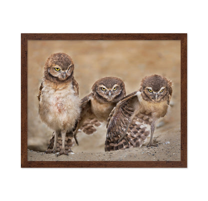 Angry Babies