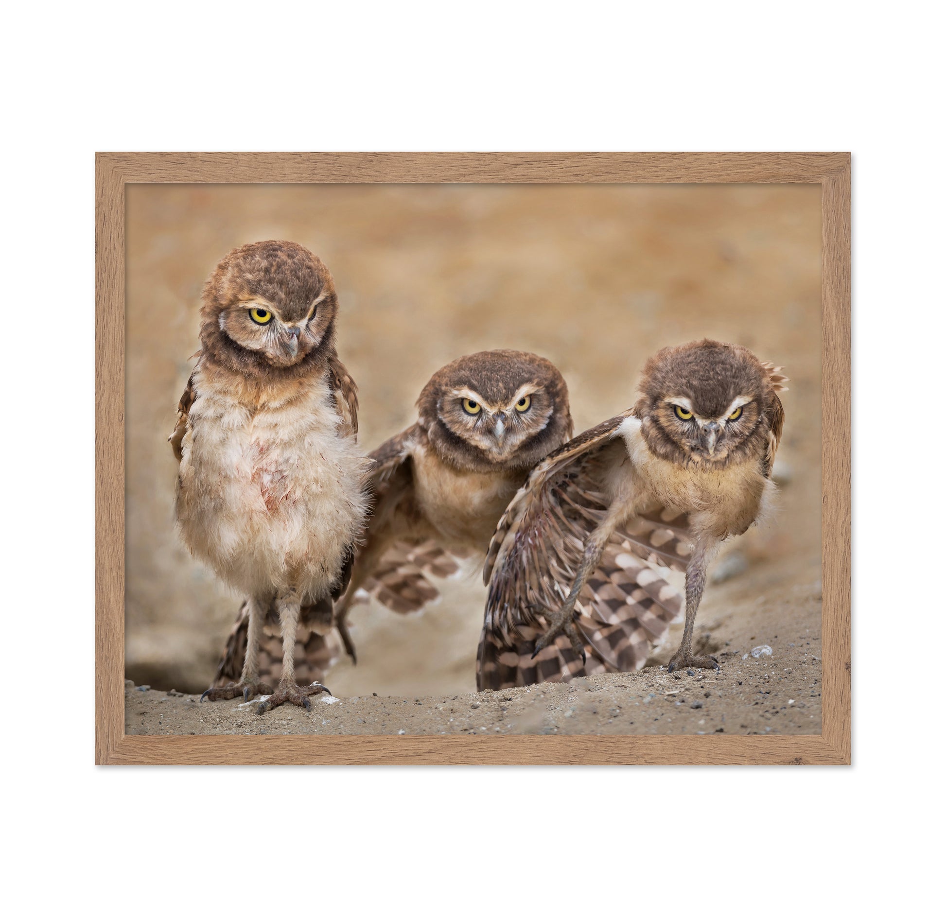 Angry Babies