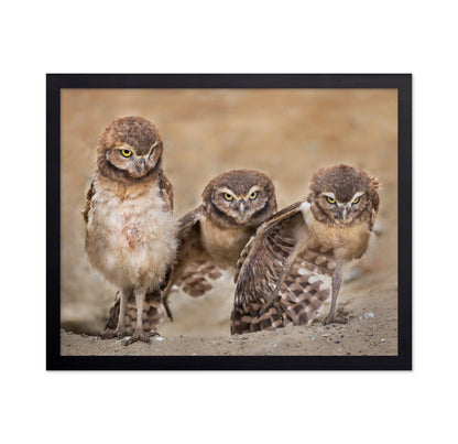 Angry Babies