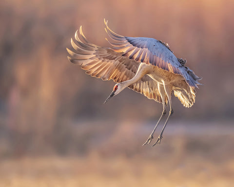Ready for Landing