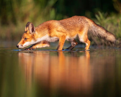 Sneak Attack