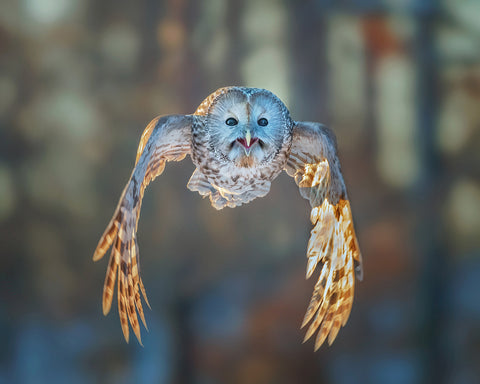 Flying to Me