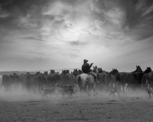 Cowboy Riding with Wild Horses