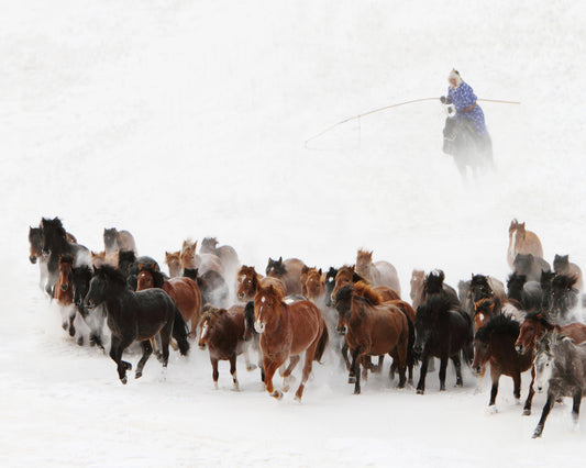 Horse Run In The Snow