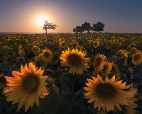 Sunflower Field No1