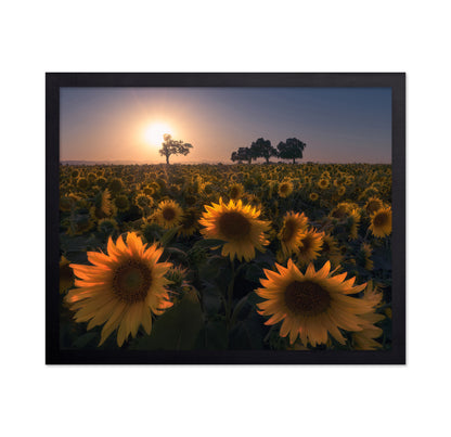 Sunflower Field No1