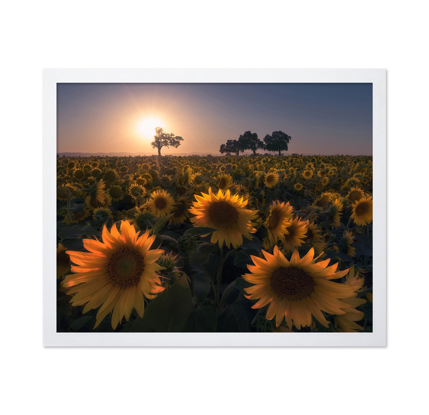 Sunflower Field No1