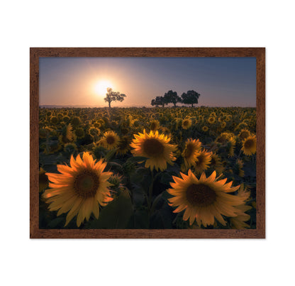Sunflower Field No1