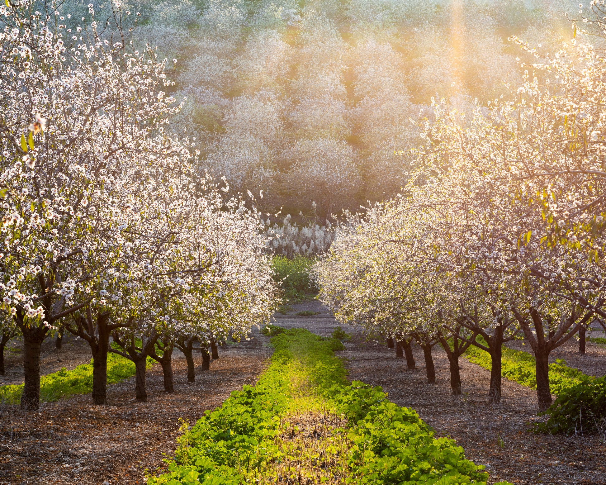 Almond Orchard in Full Bloom