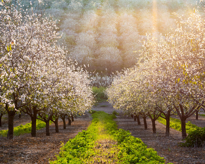 Almond Orchard in Full Bloom