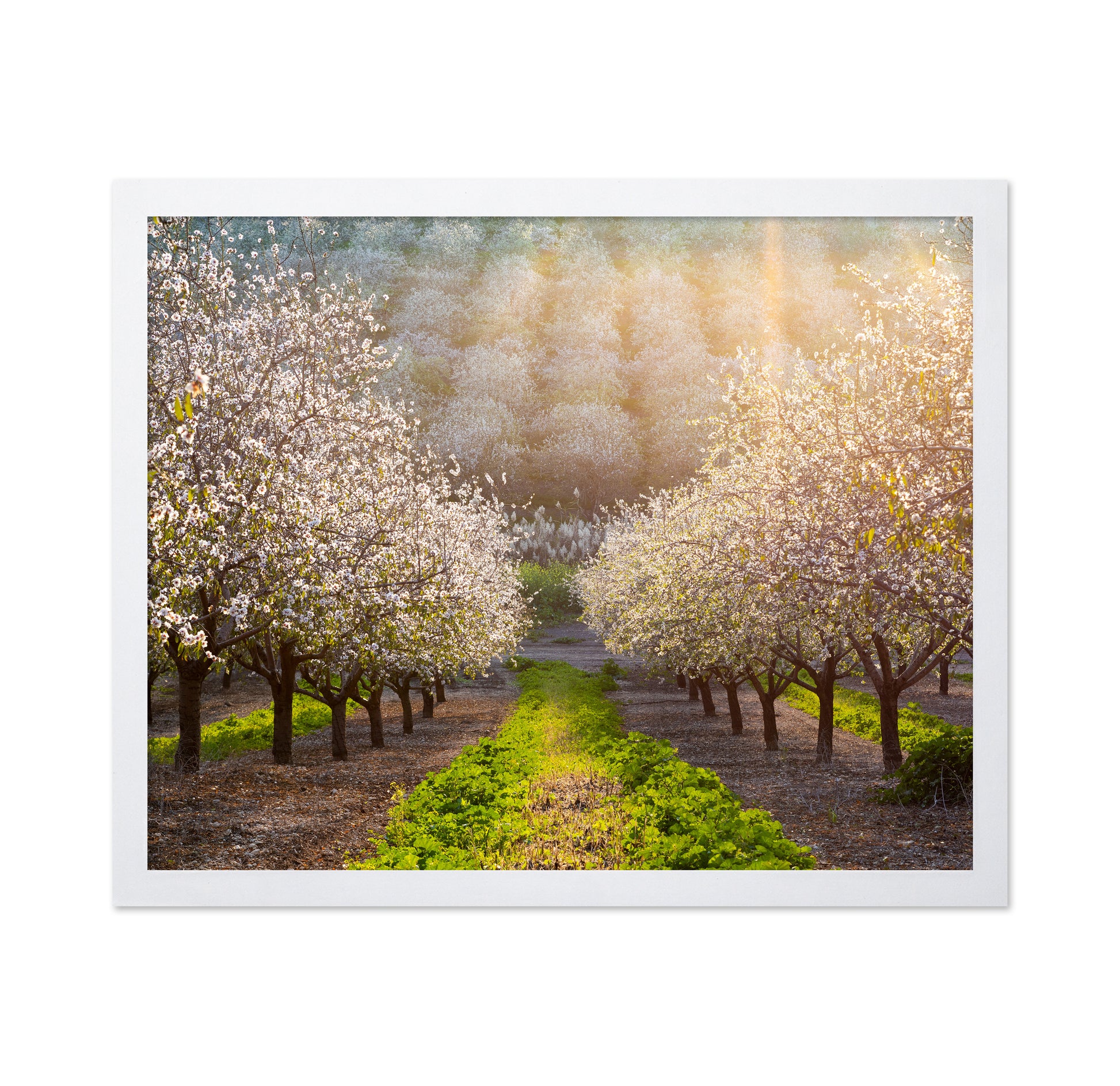 Almond Orchard in Full Bloom