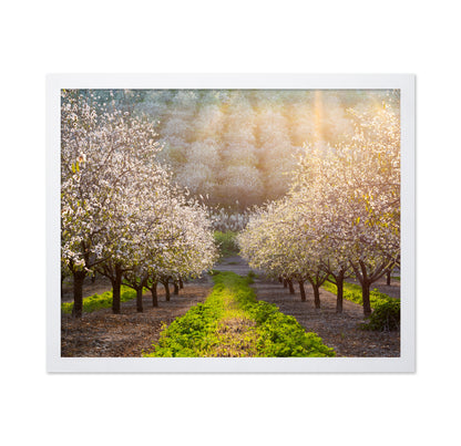 Almond Orchard in Full Bloom
