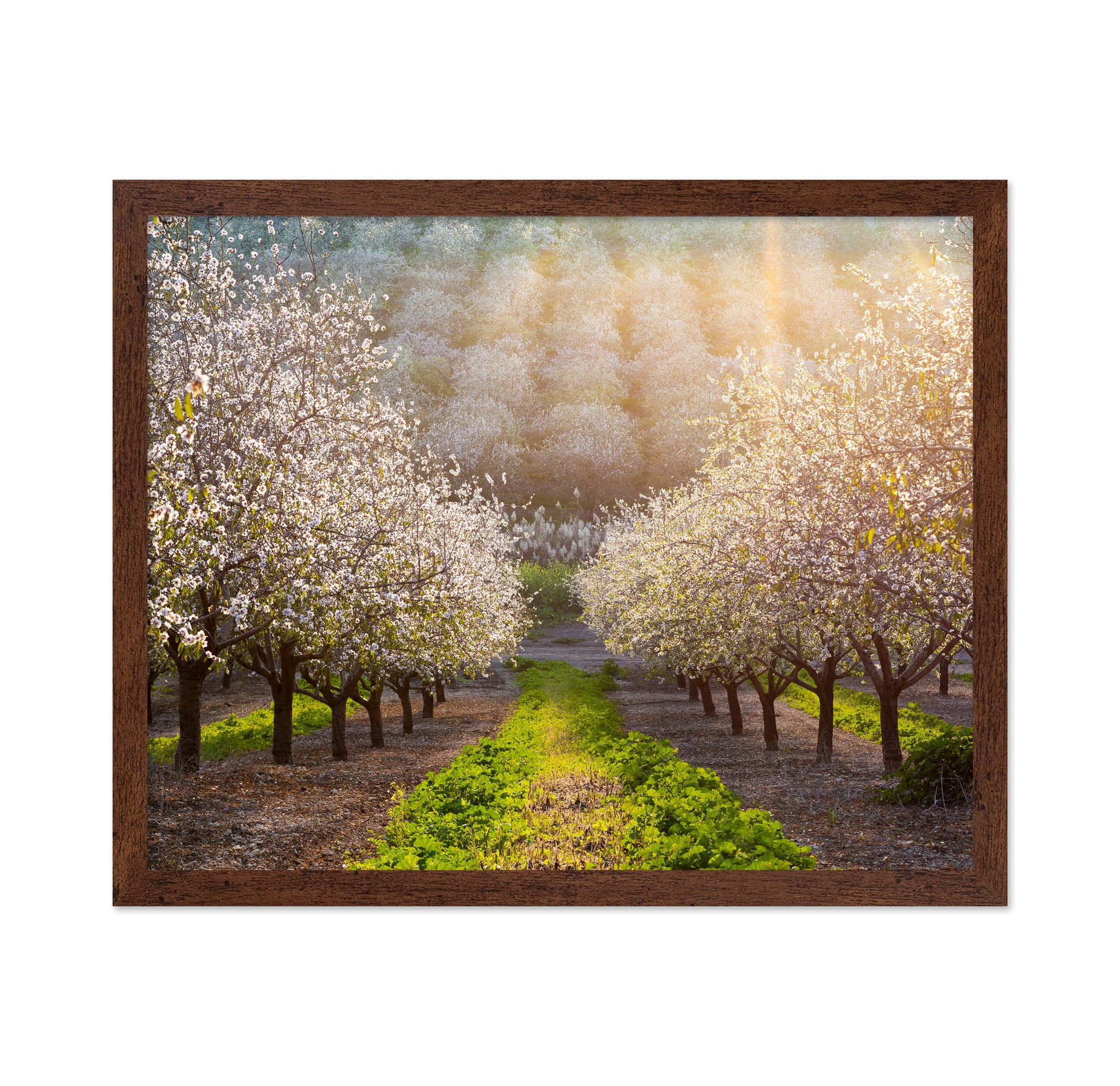 Almond Orchard in Full Bloom