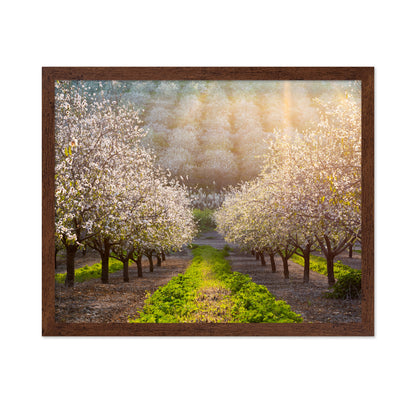 Almond Orchard in Full Bloom