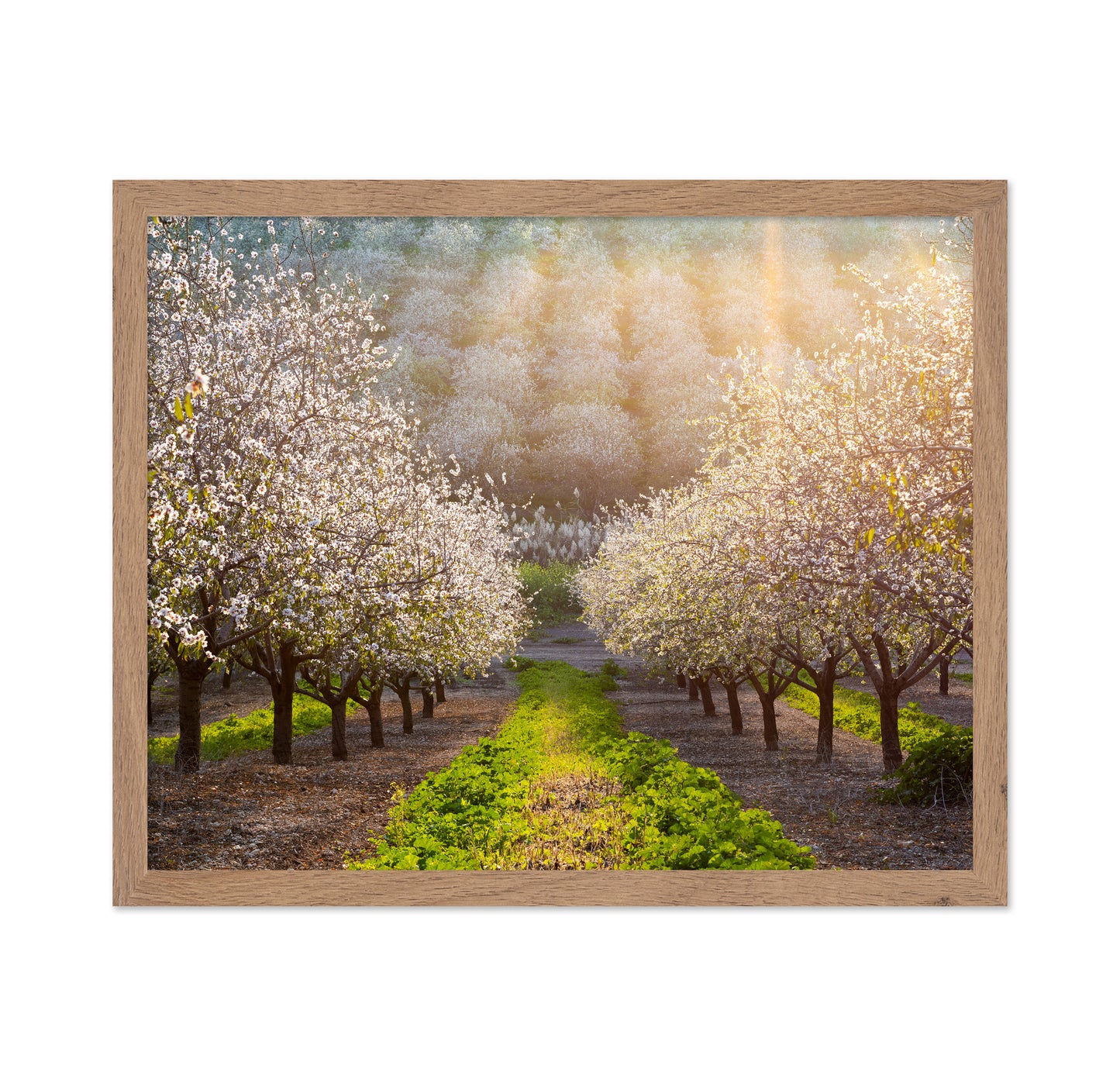 Almond Orchard in Full Bloom