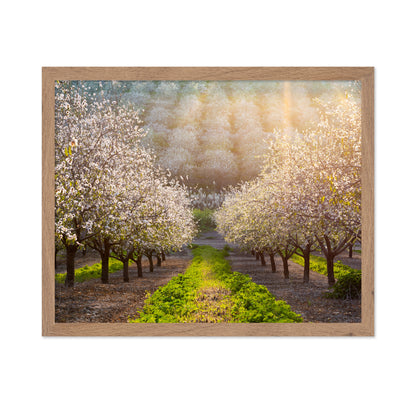 Almond Orchard in Full Bloom