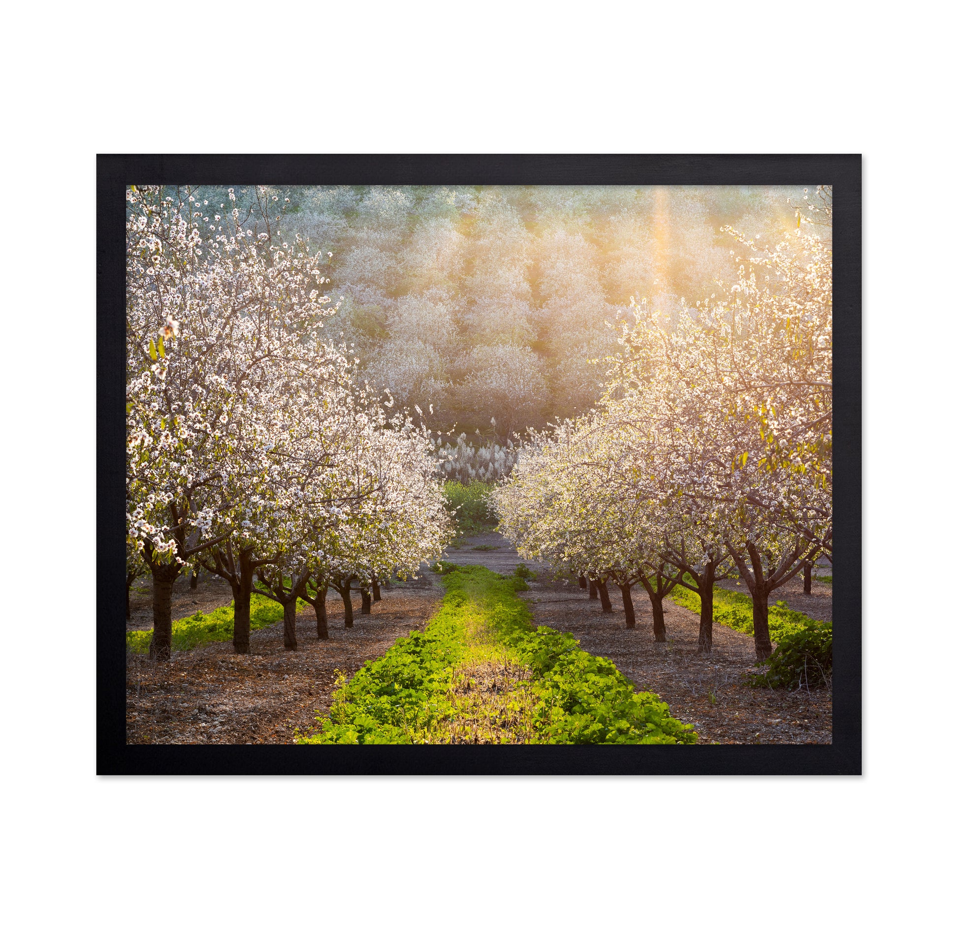 Almond Orchard in Full Bloom