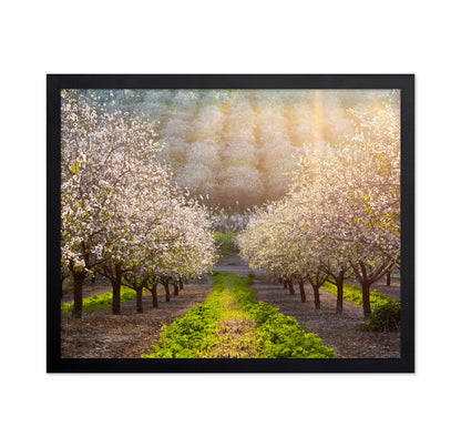 Almond Orchard in Full Bloom