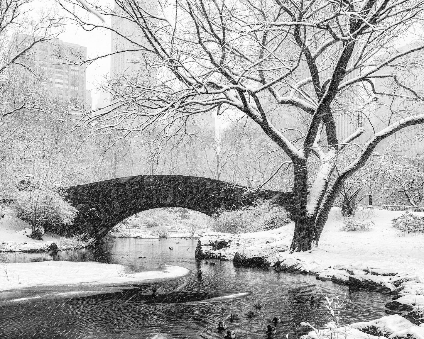 Central Park Snow