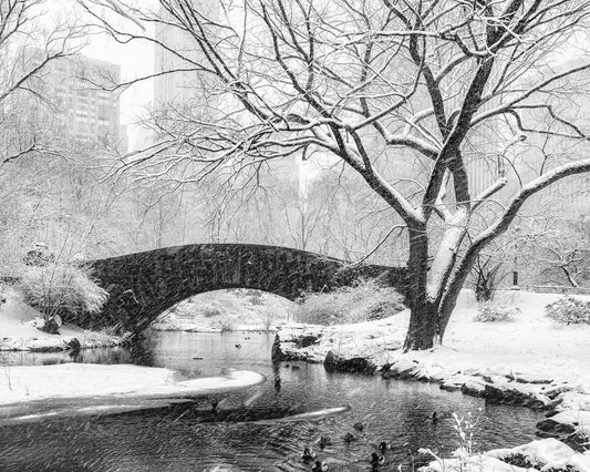 Central Park Snow