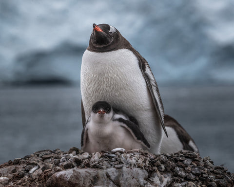 Warm Embrace