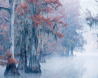 Autumn Cypress