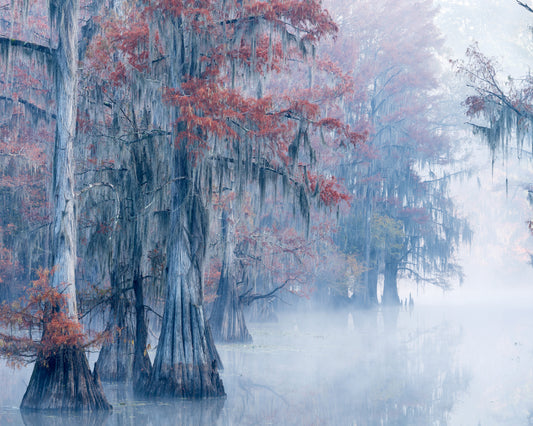 Autumn Cypress