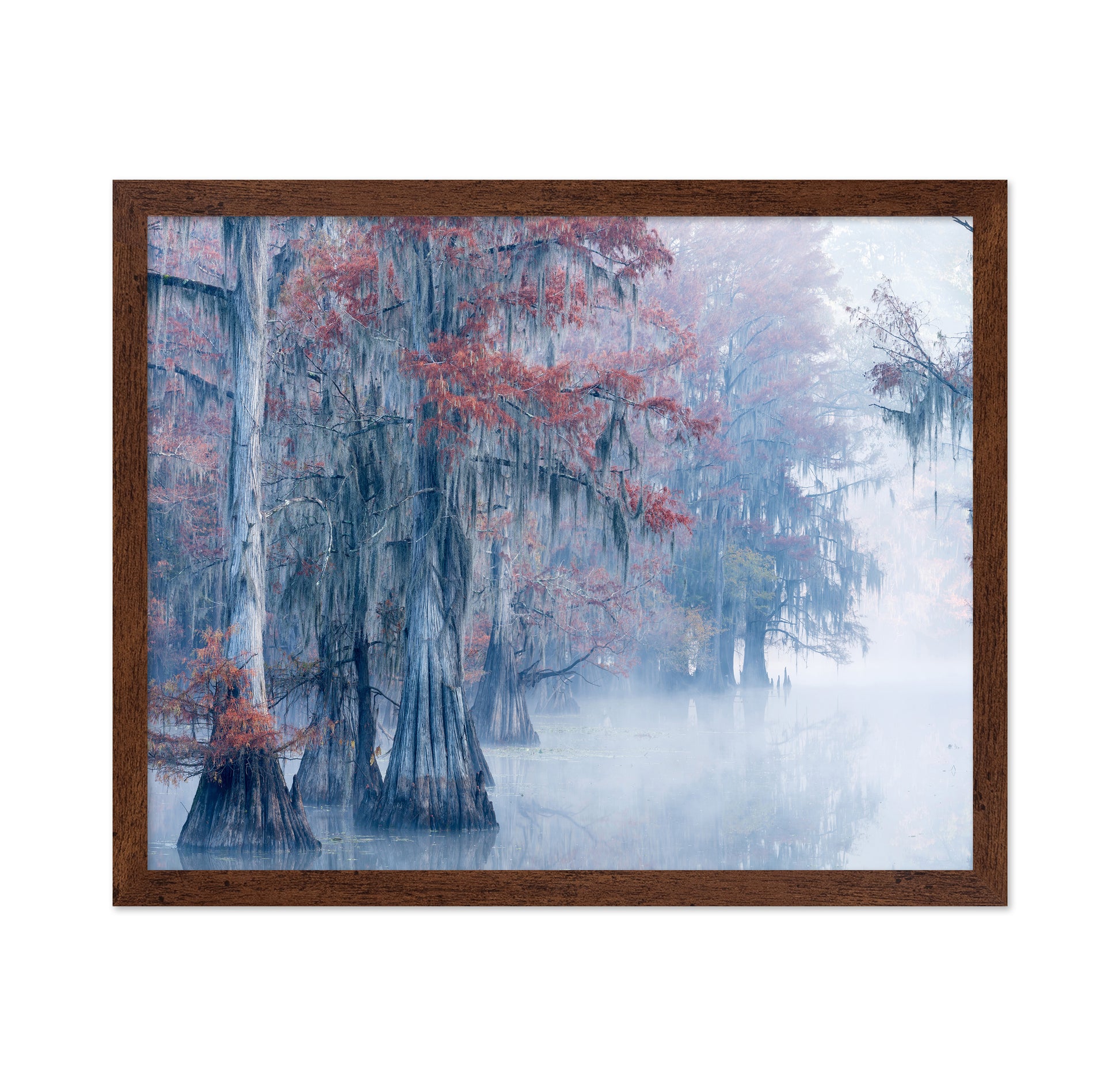 Autumn Cypress