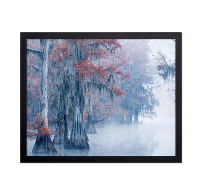 Autumn Cypress