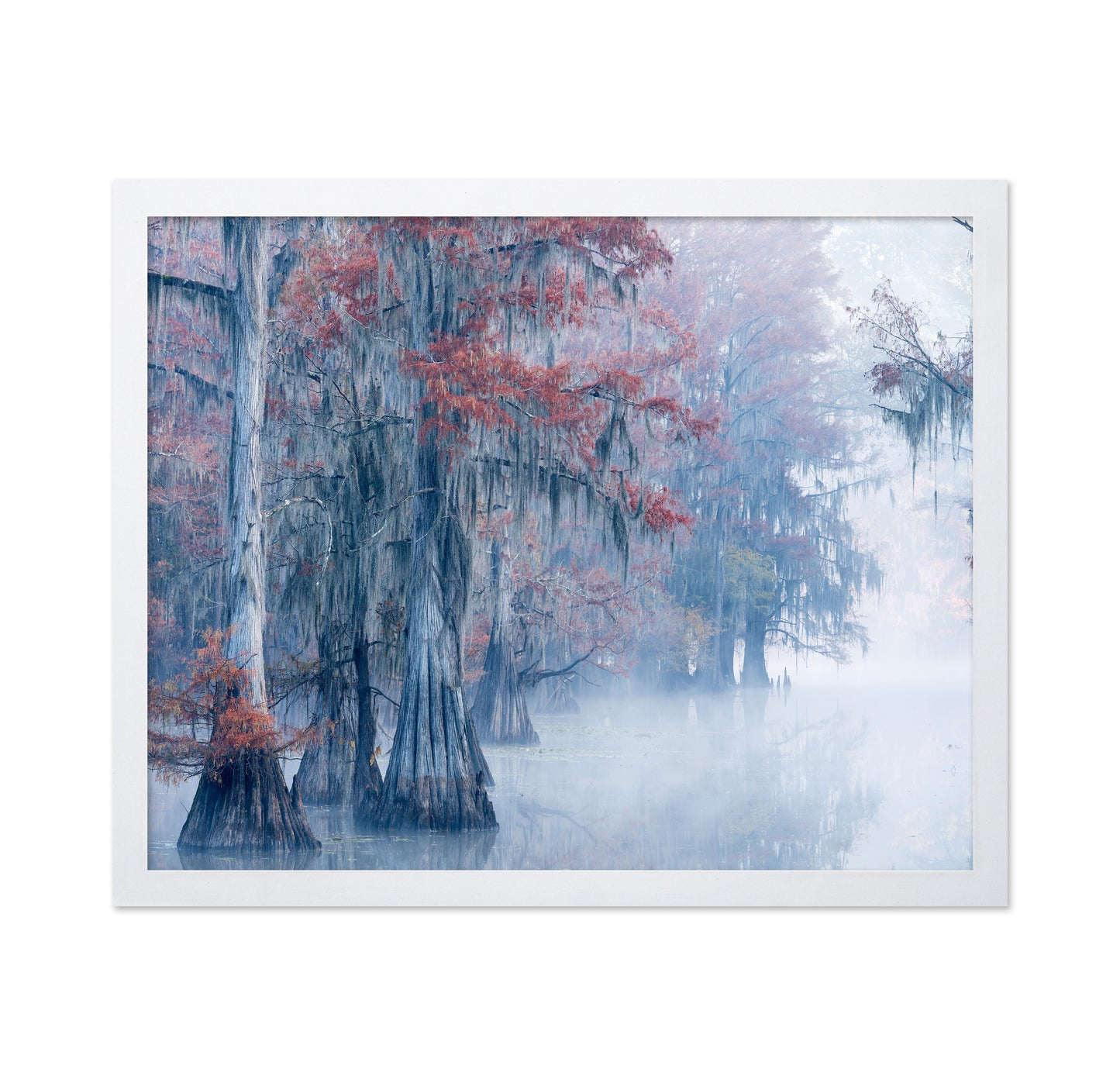 Autumn Cypress