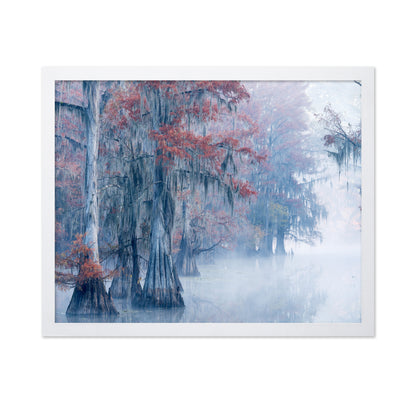 Autumn Cypress
