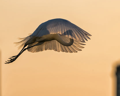 Jumping with a Golden Parachute