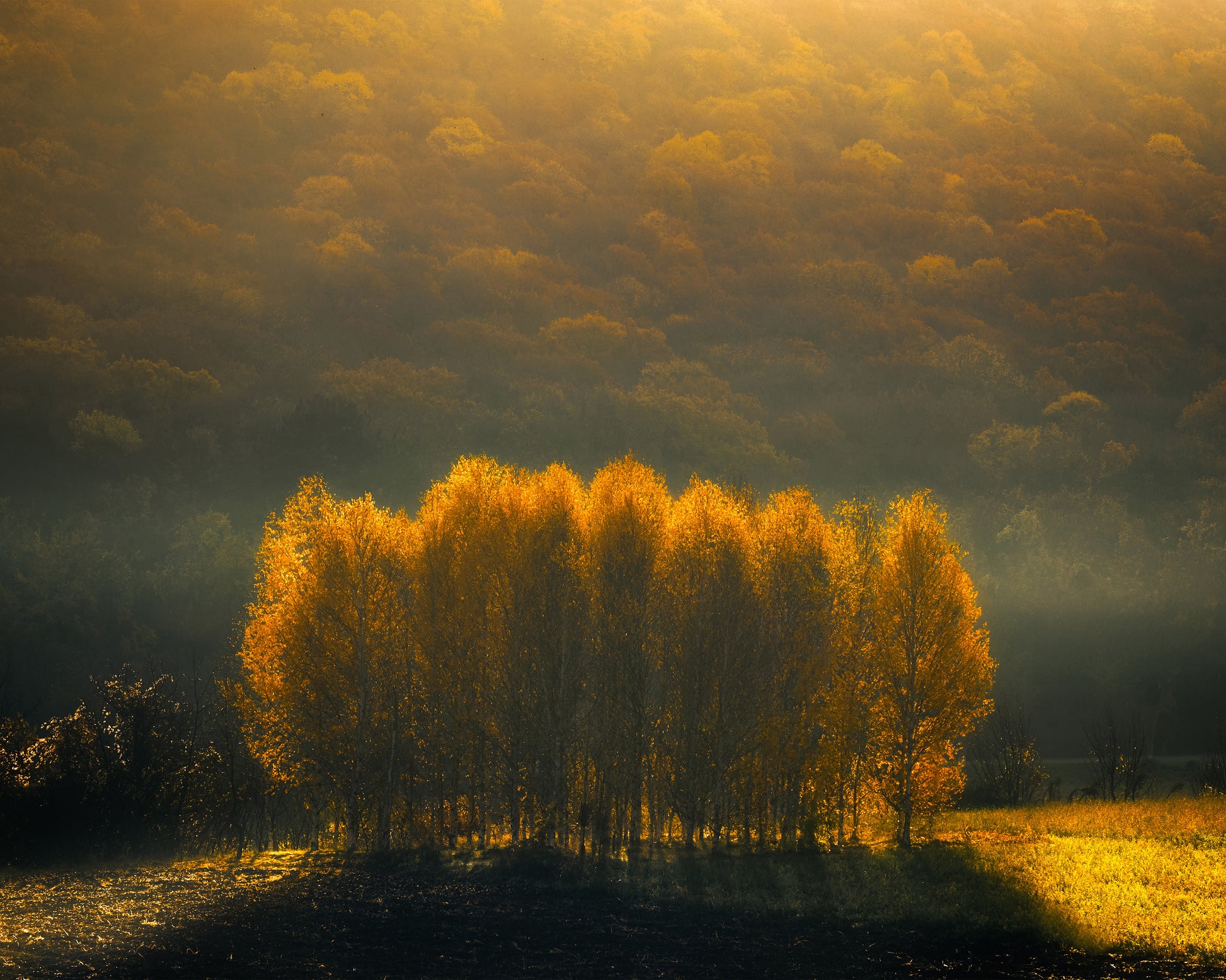 Morning Light