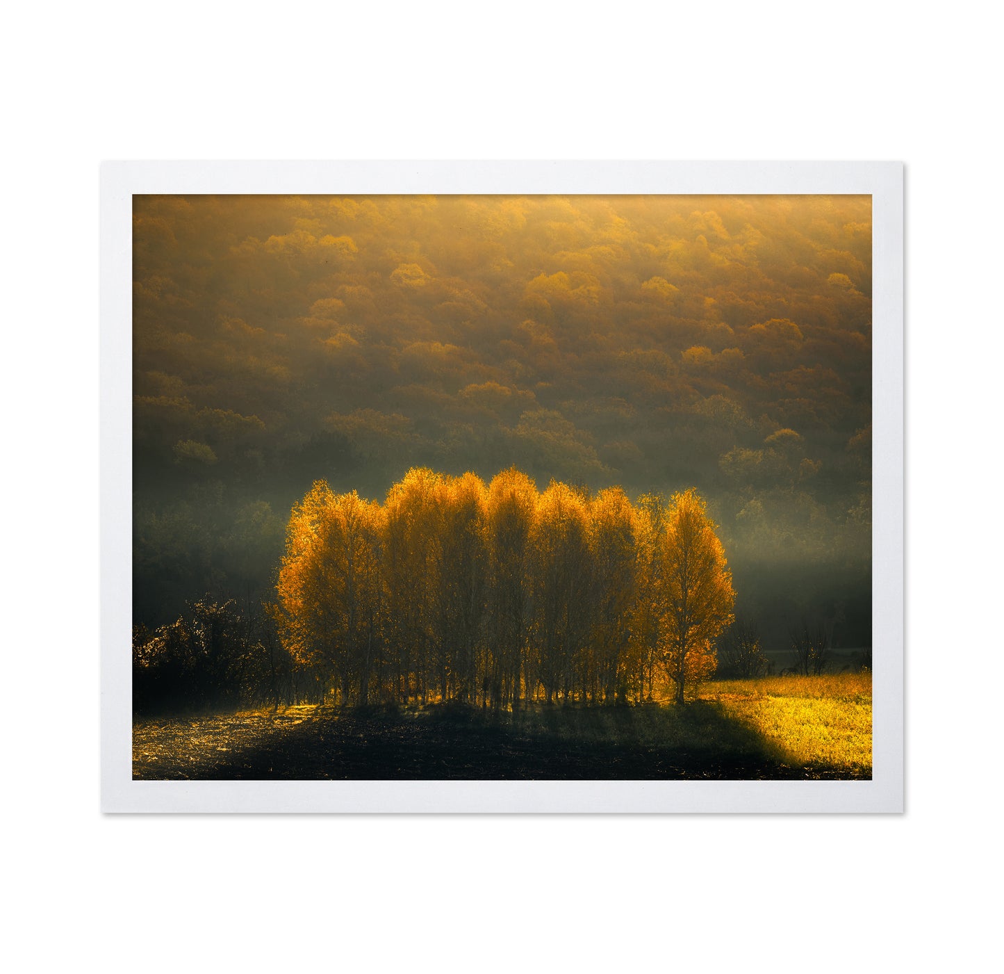 Morning Light