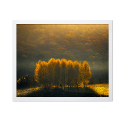 Morning Light