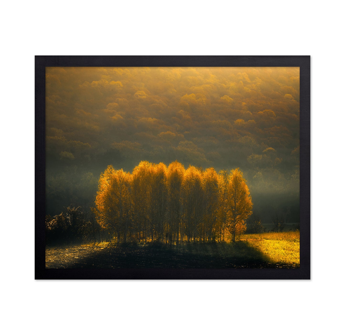 Morning Light