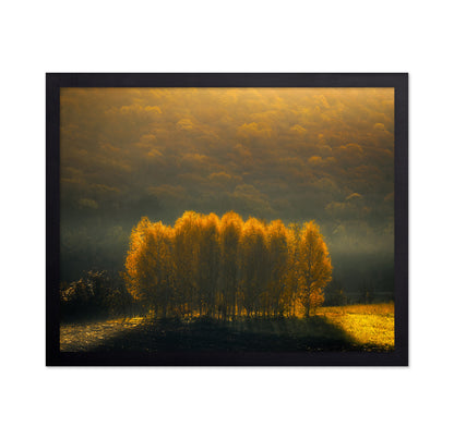 Morning Light