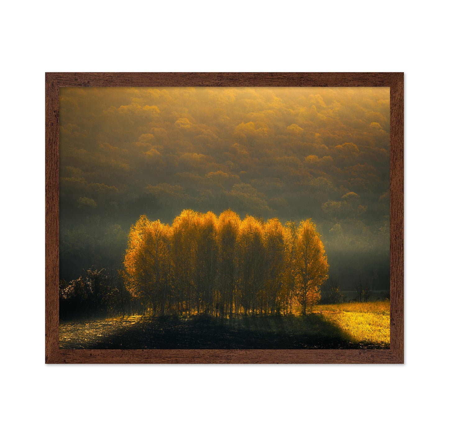 Morning Light