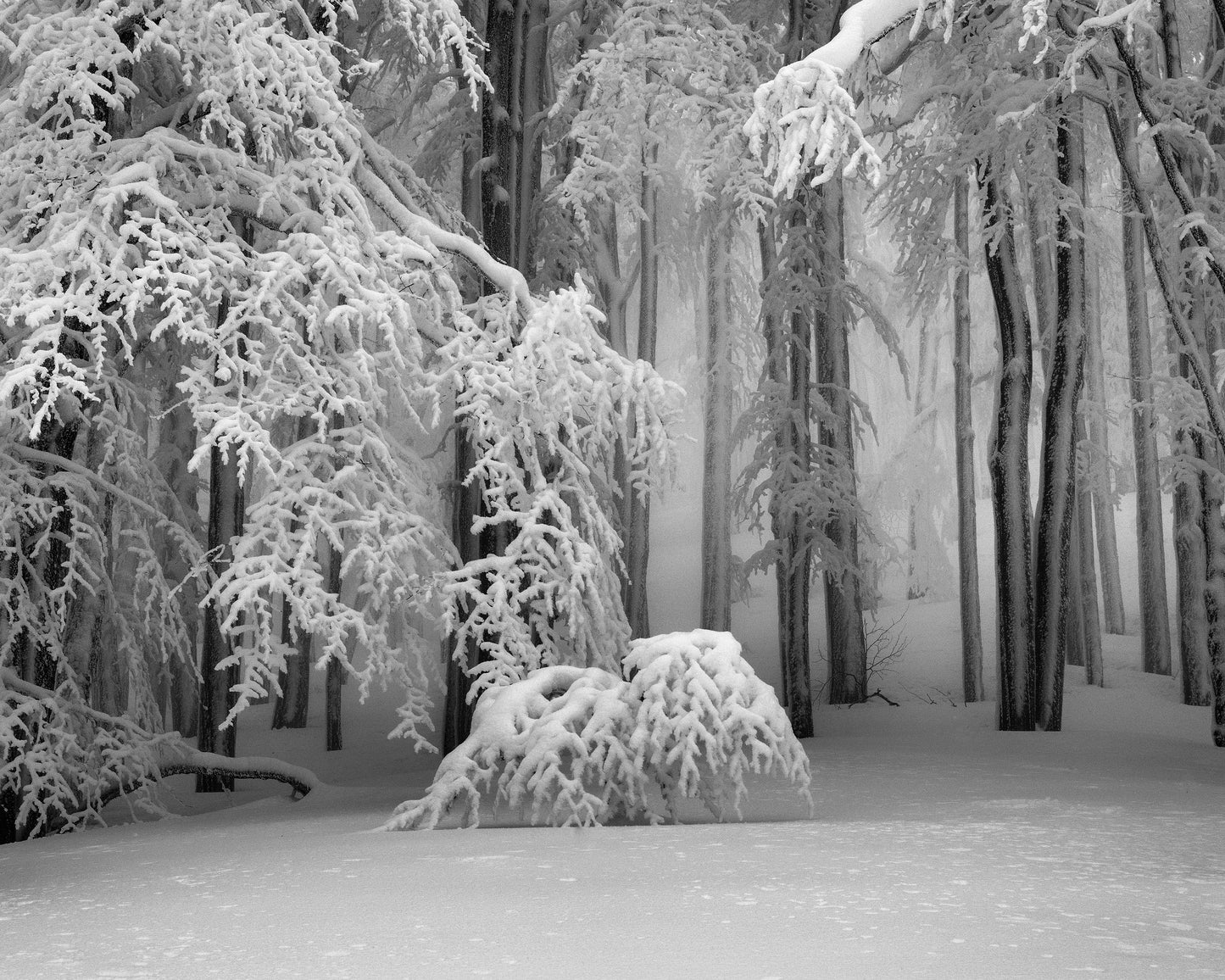 Perfect Winter