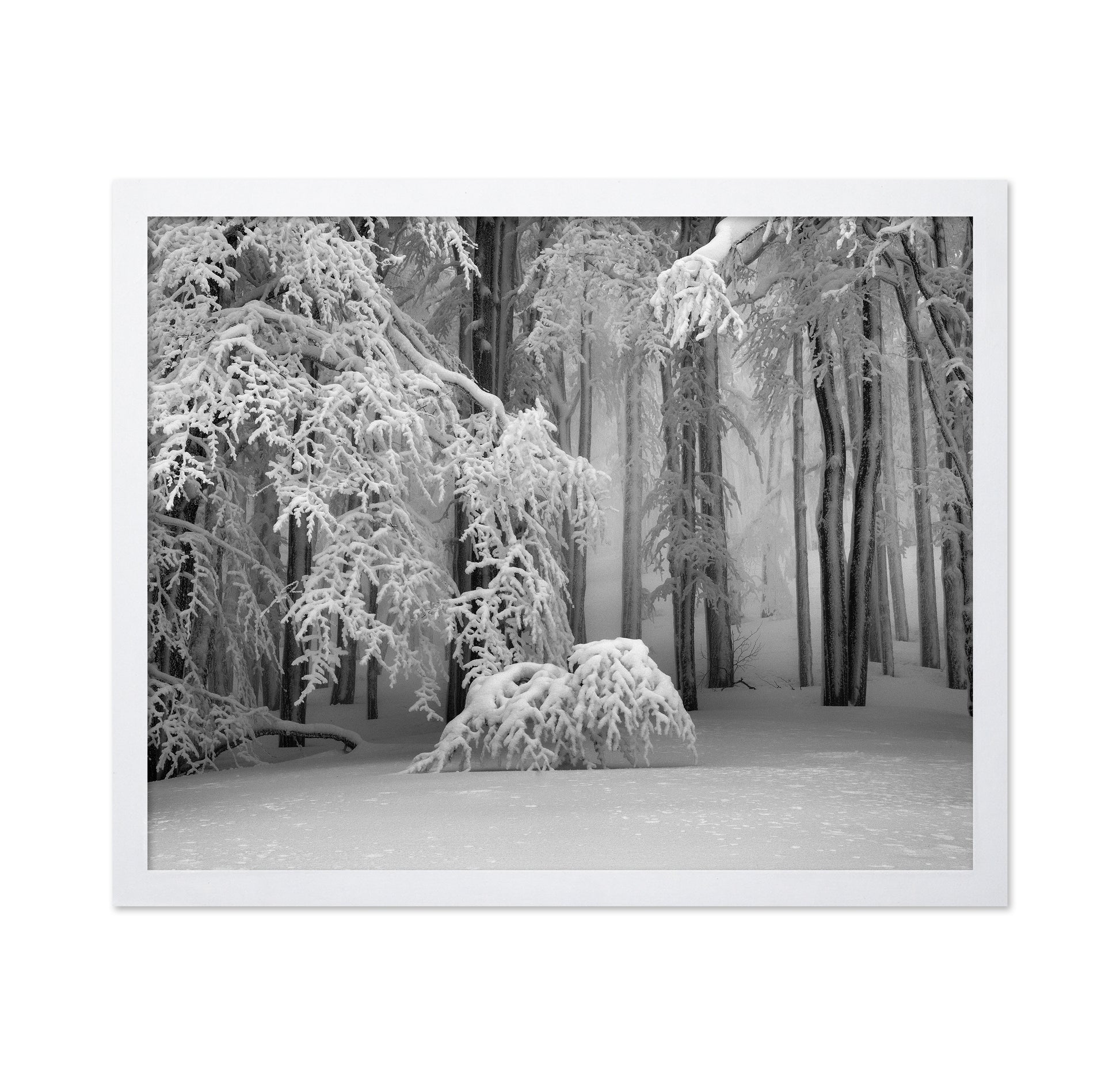 Perfect Winter