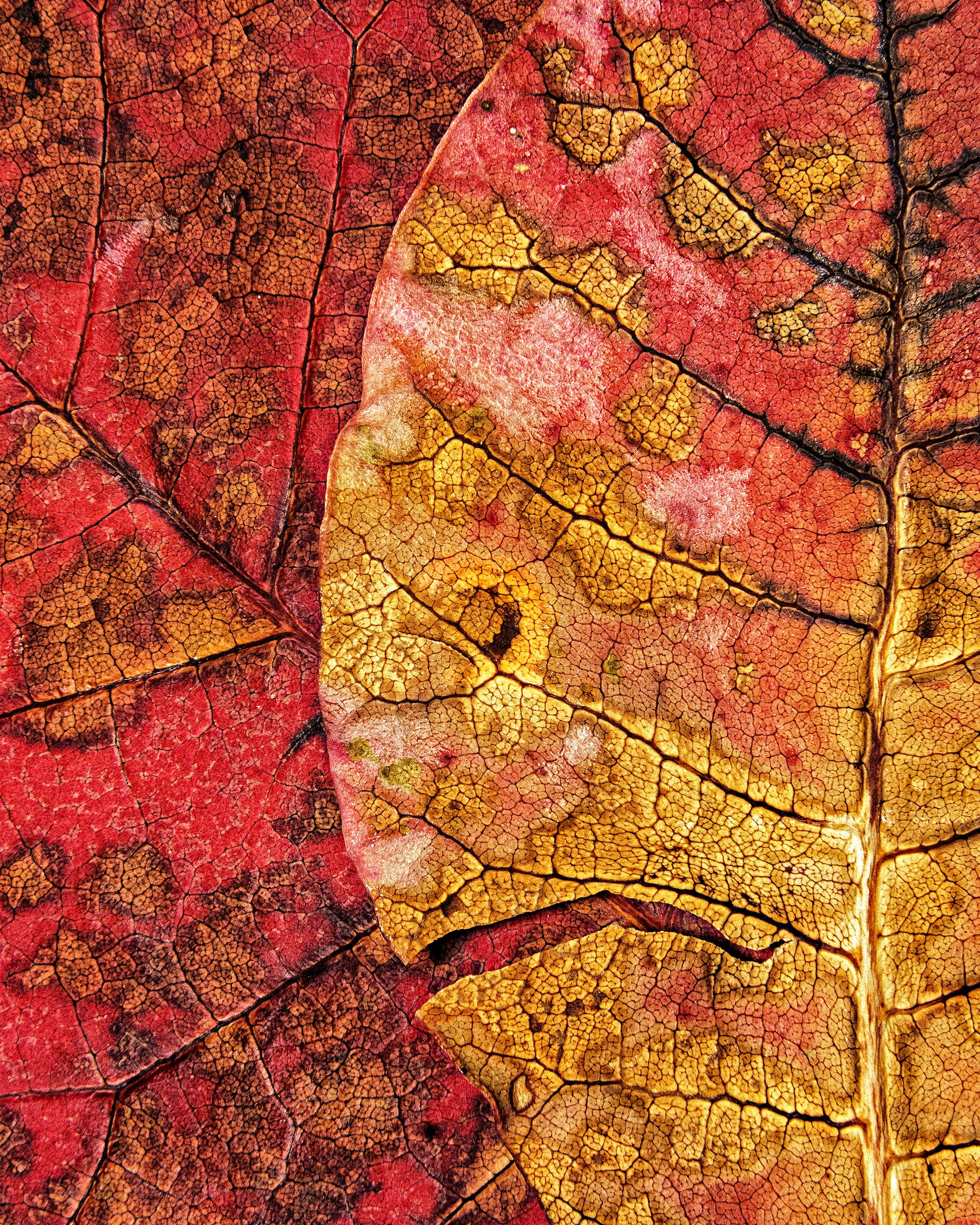 Dying Leaf