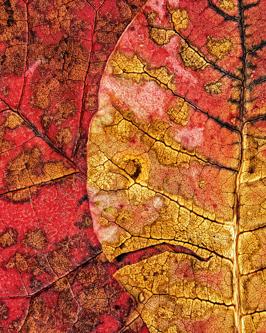 Dying Leaf
