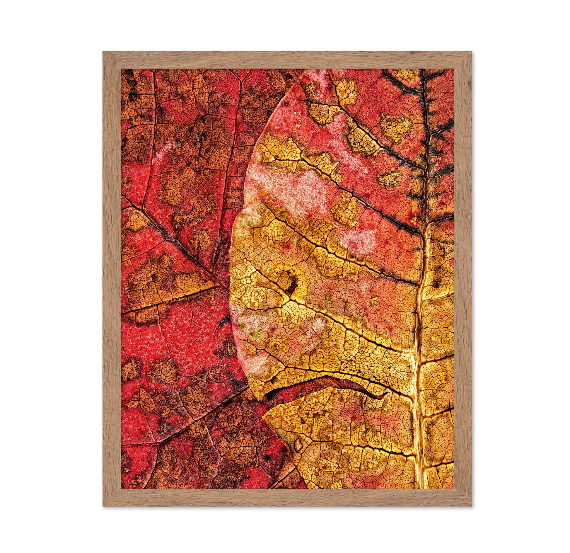 Dying Leaf