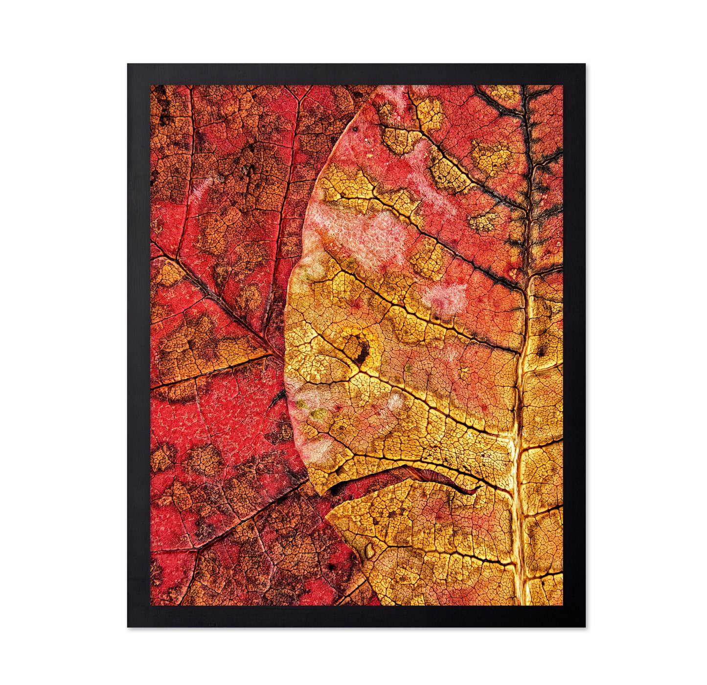Dying Leaf