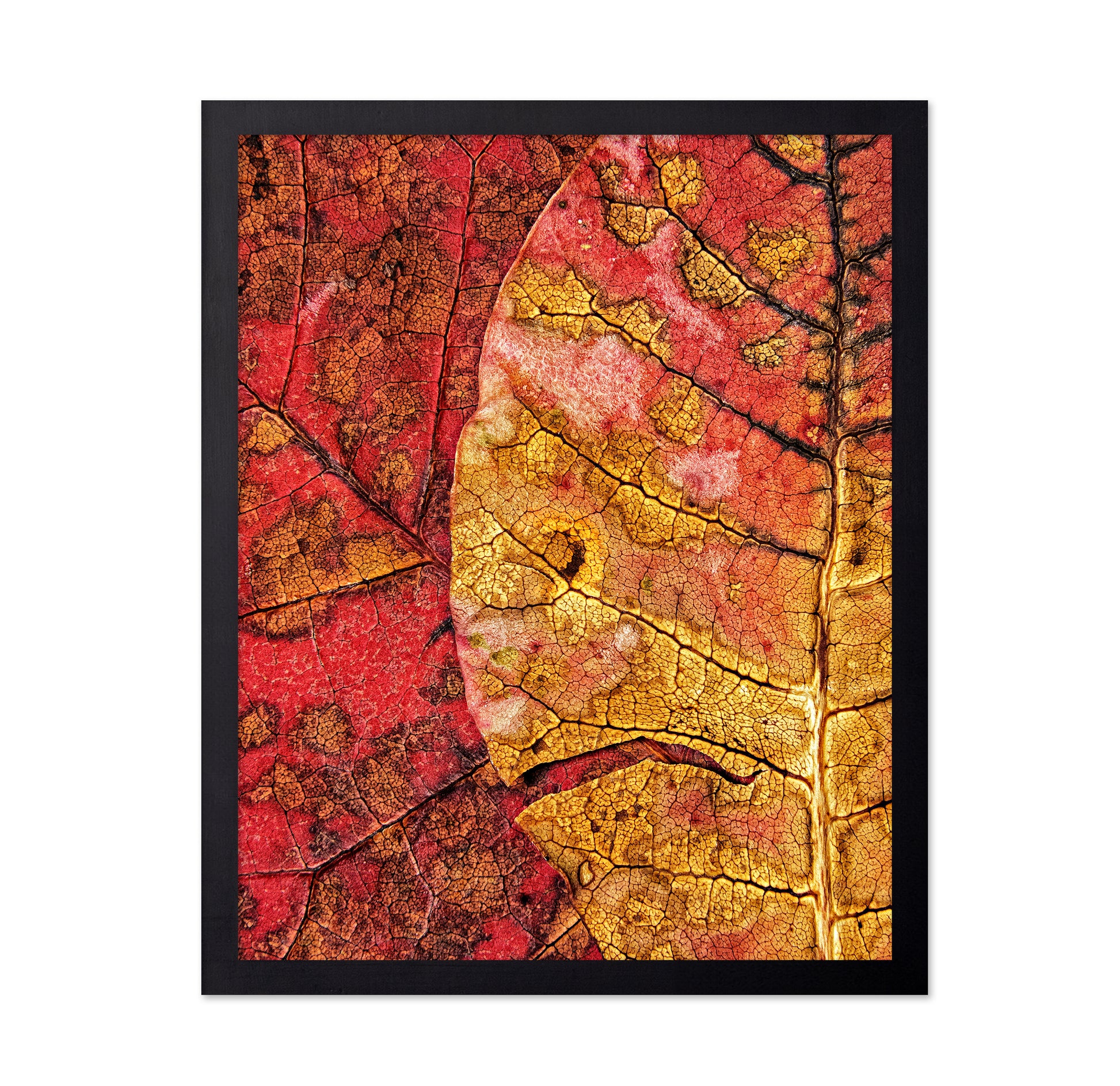 Dying Leaf