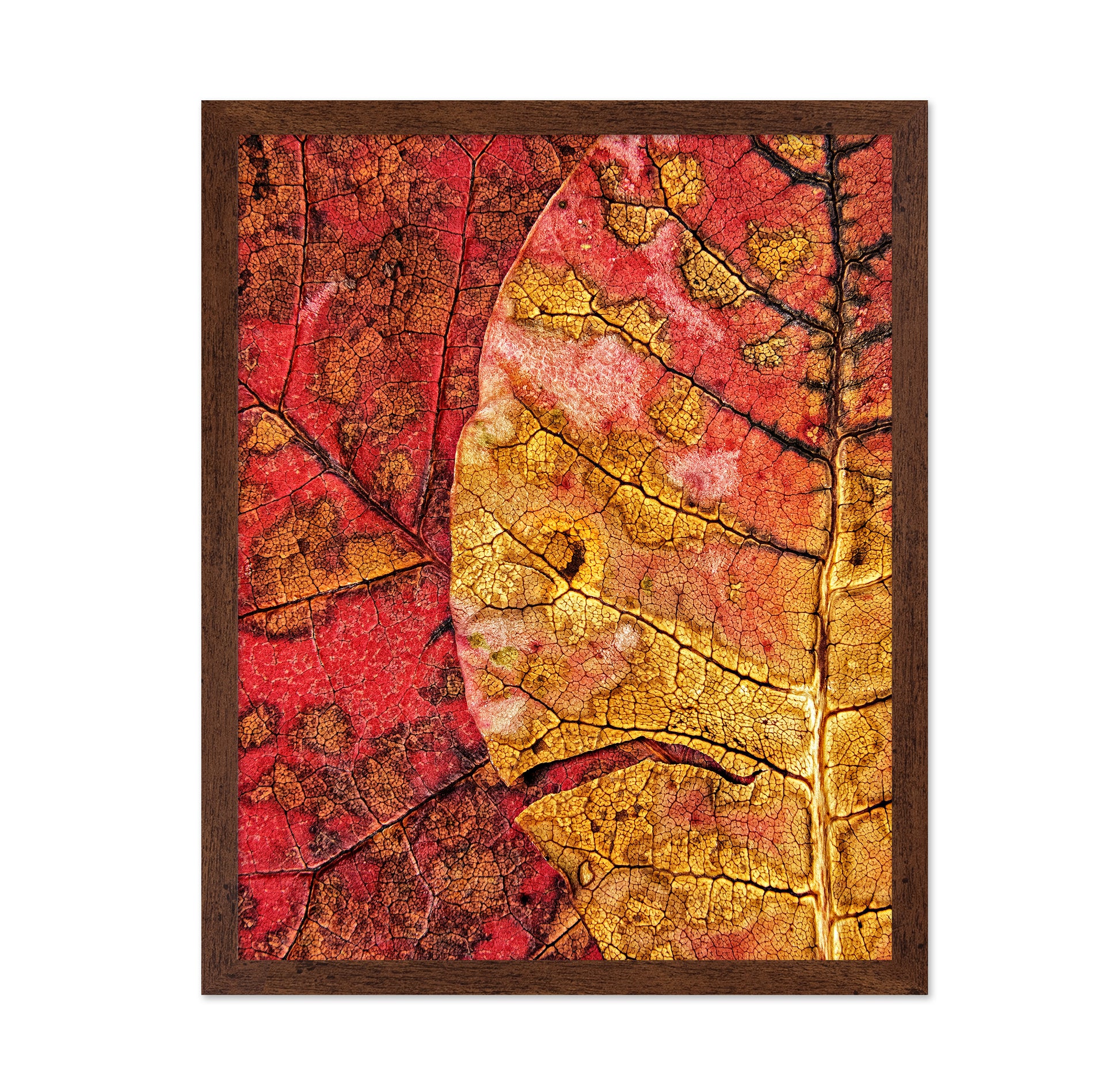 Dying Leaf