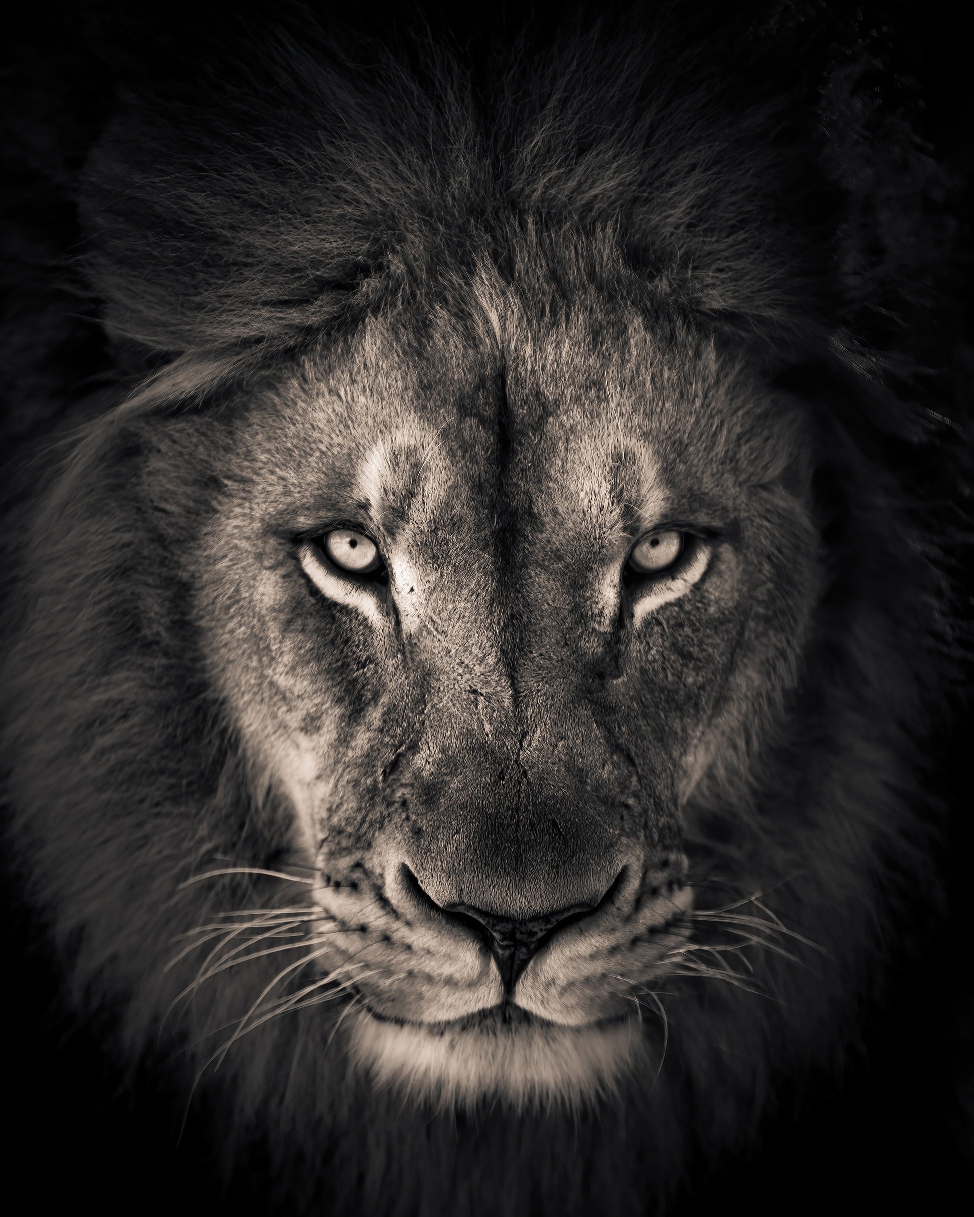 Lion in Dark