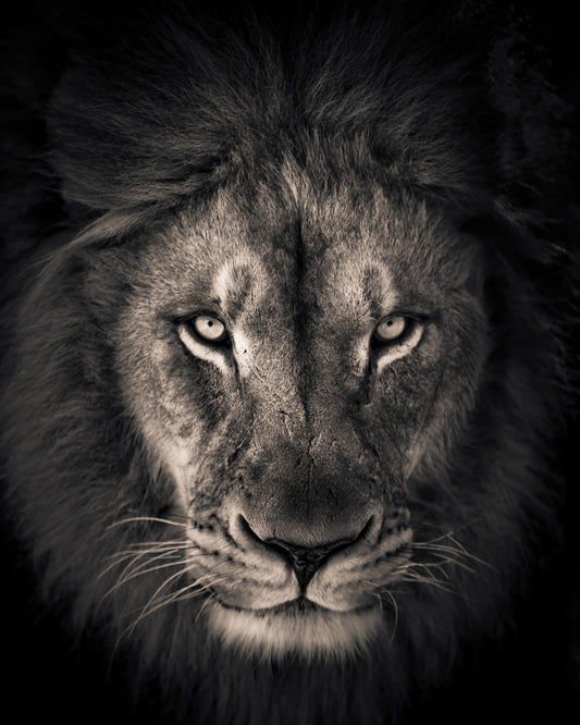 Lion in Dark